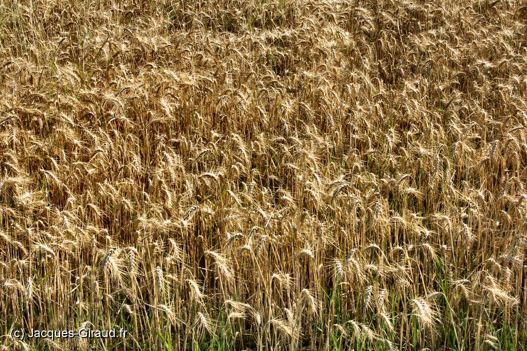 2004-07-22 09-50-53 Nature (x1024).JPG